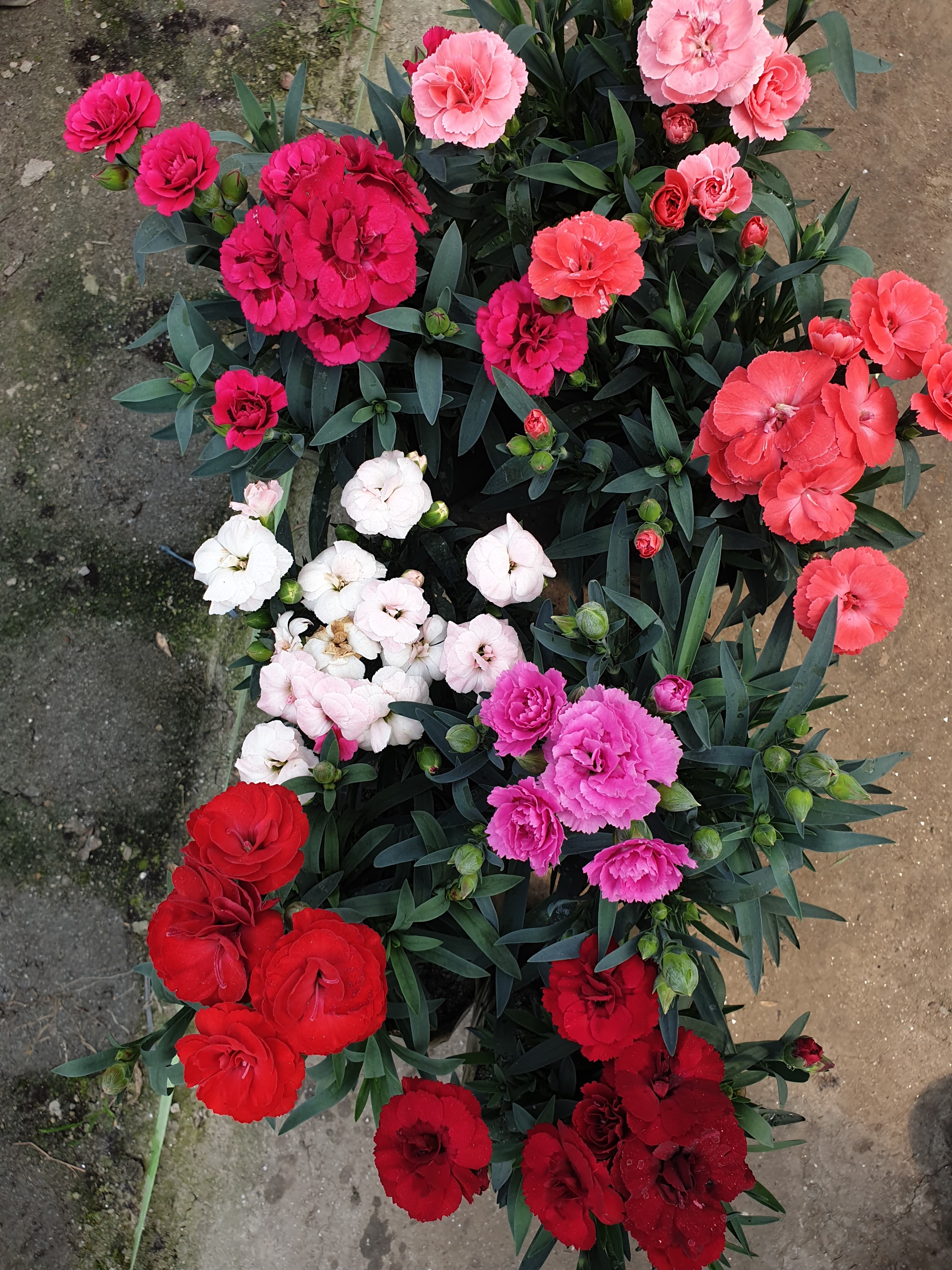 Carnation