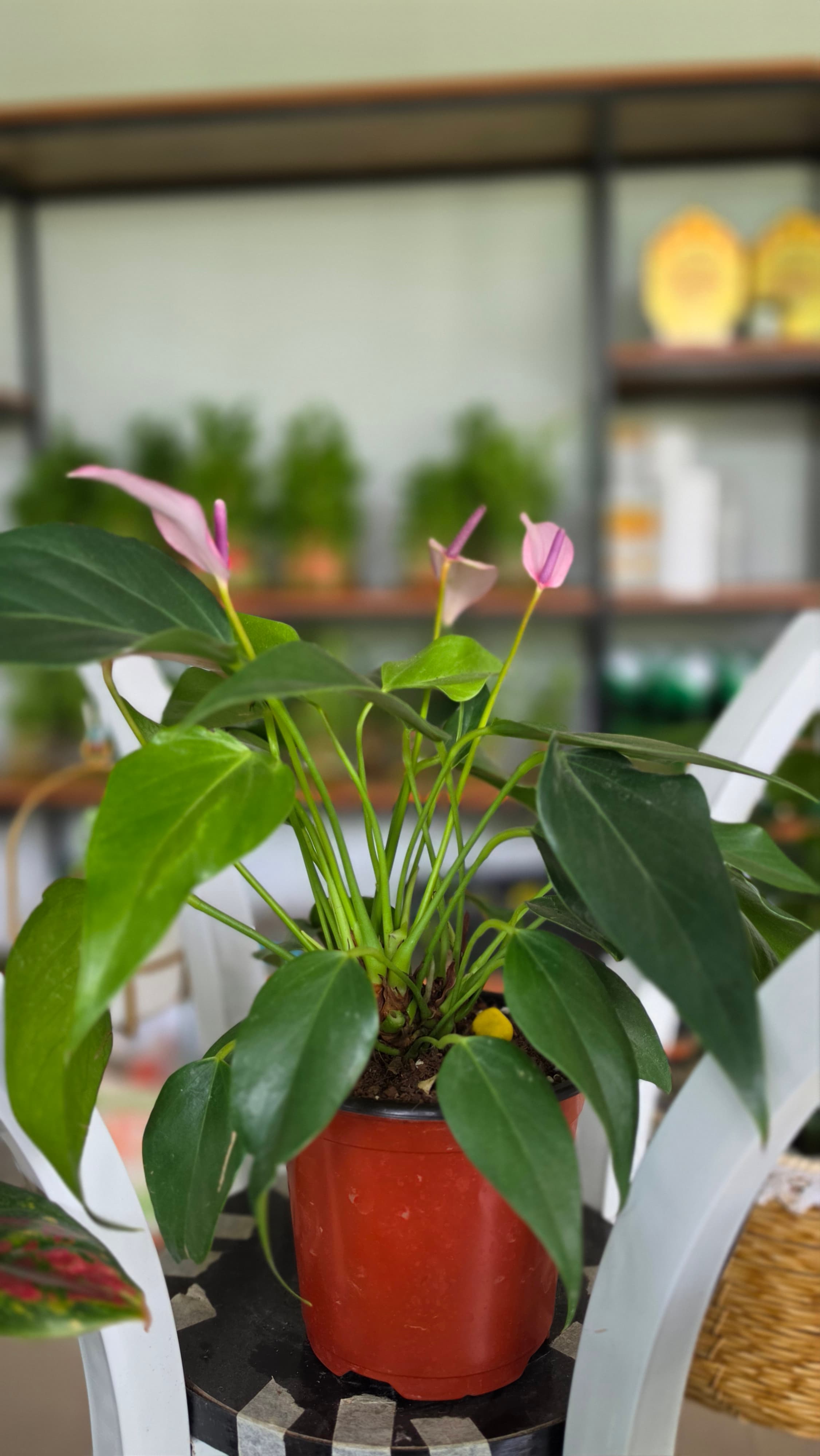 Anthurium Andraeanum | Perfect for Home | Office | GIfts