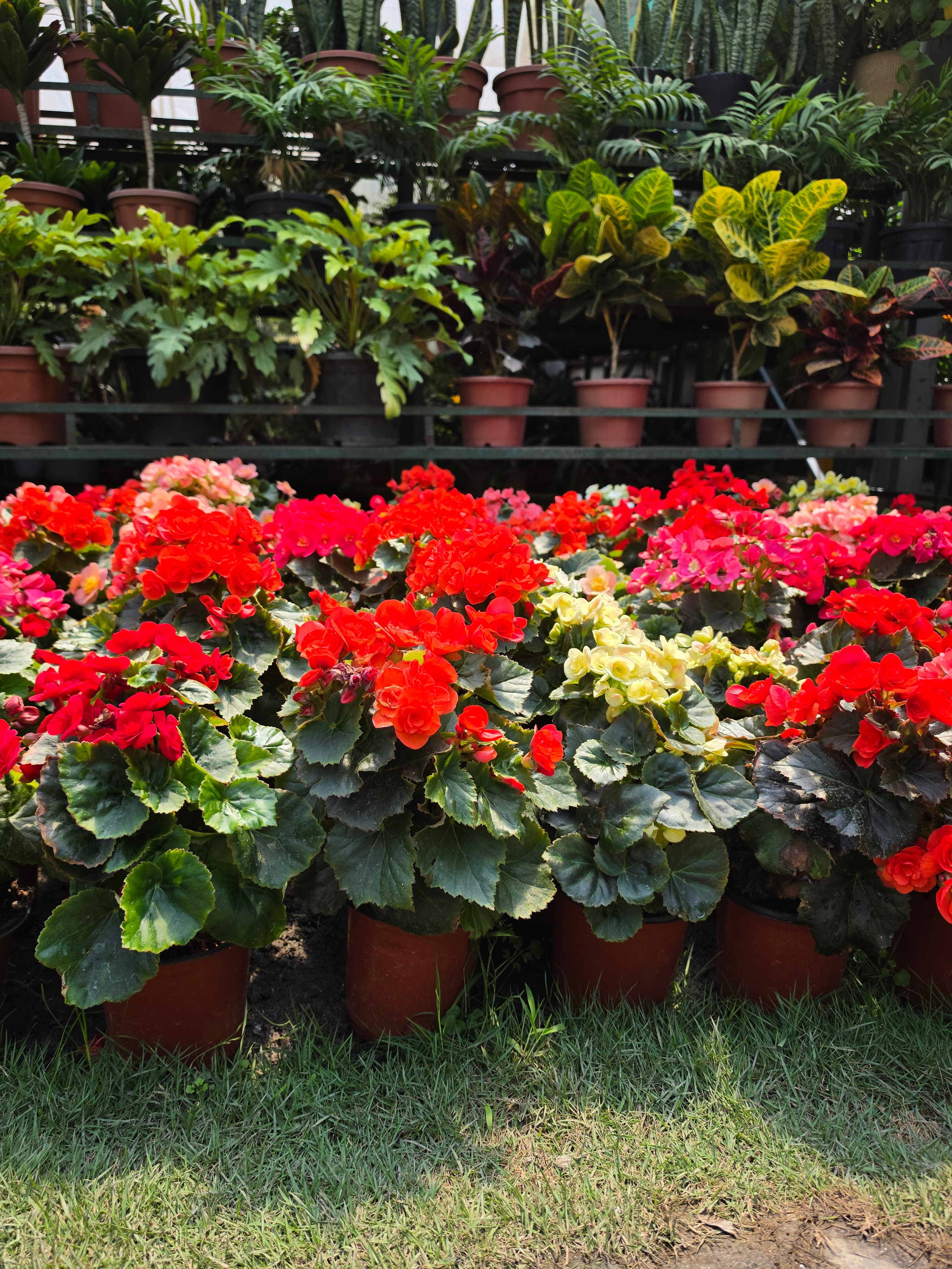 Rose Begonia