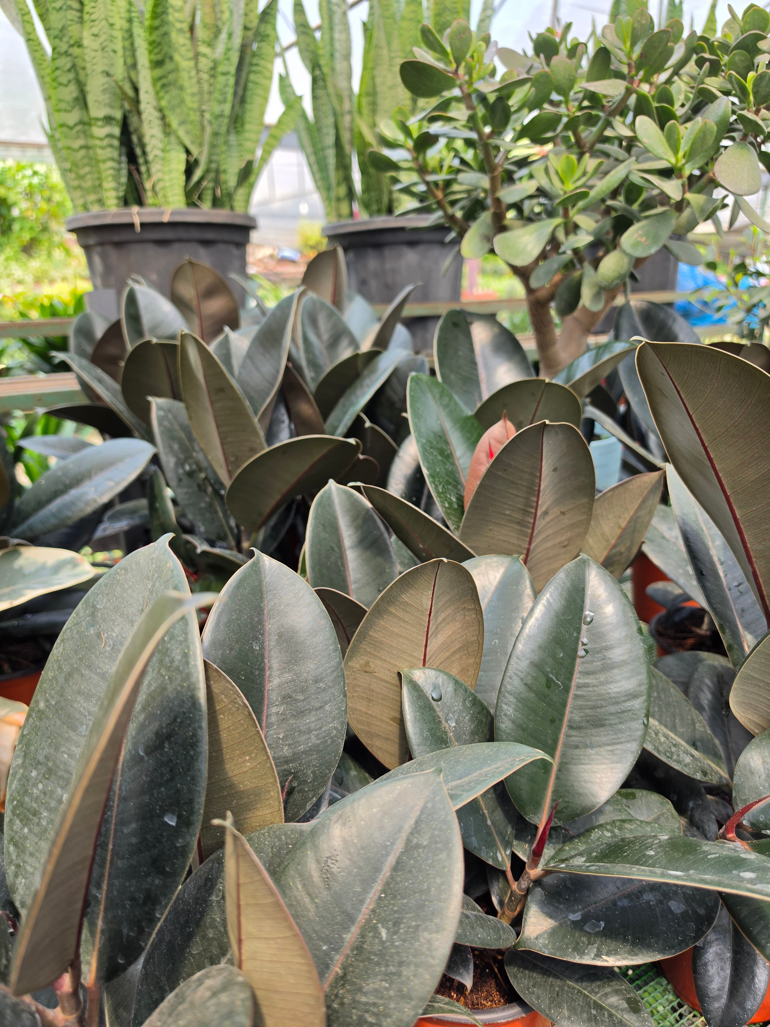 Rubber plant