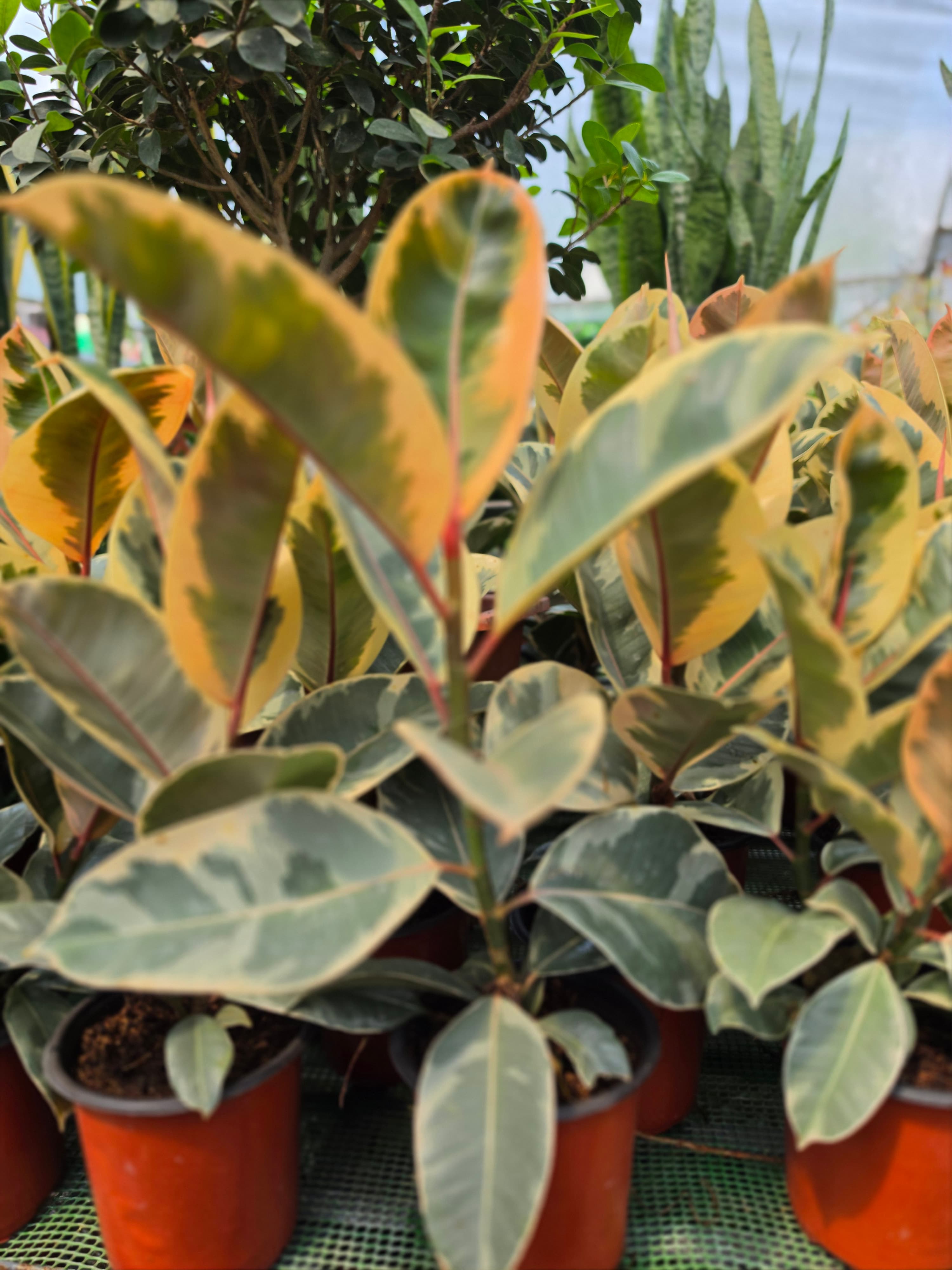 Varigated rubber plant