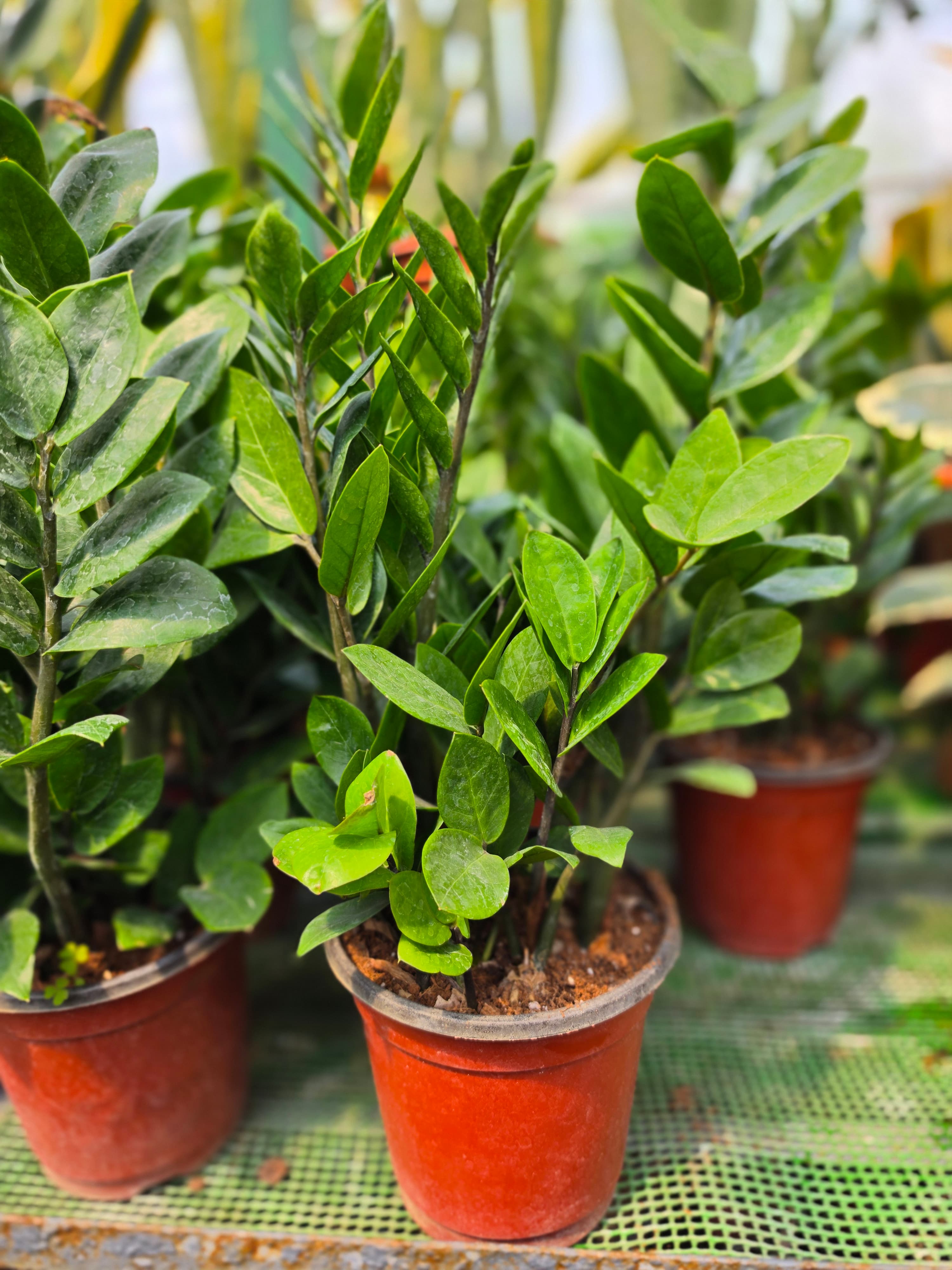 Zz plant