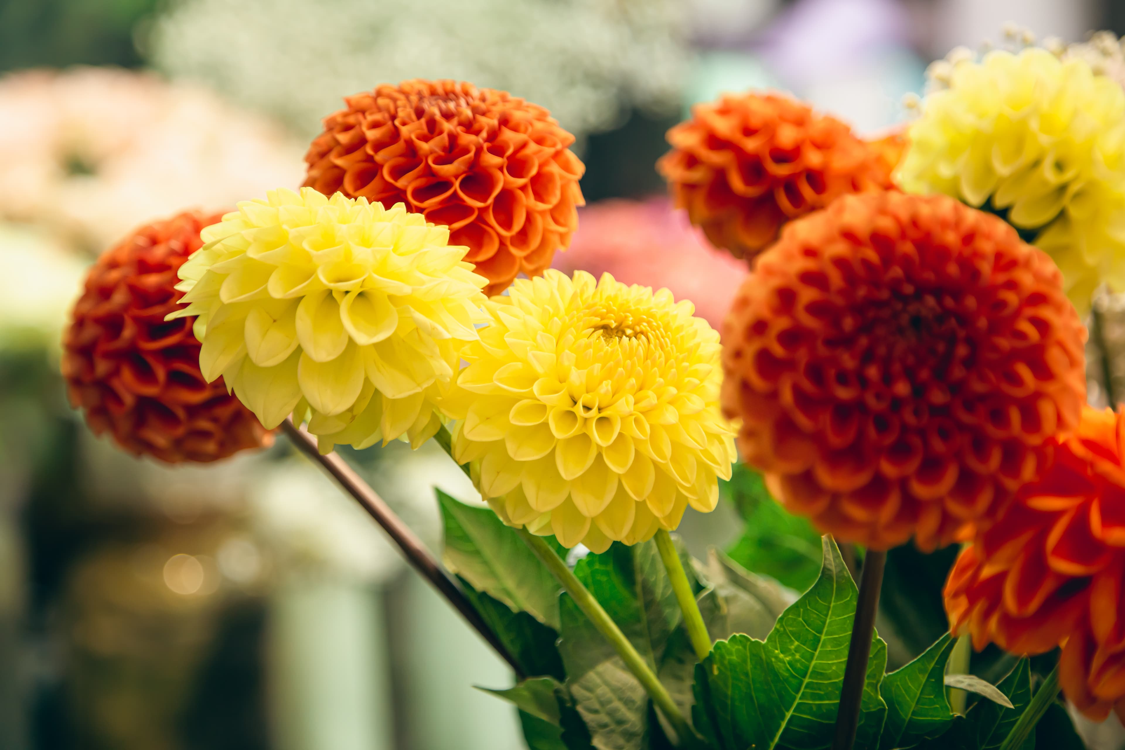 Chrysanthemum