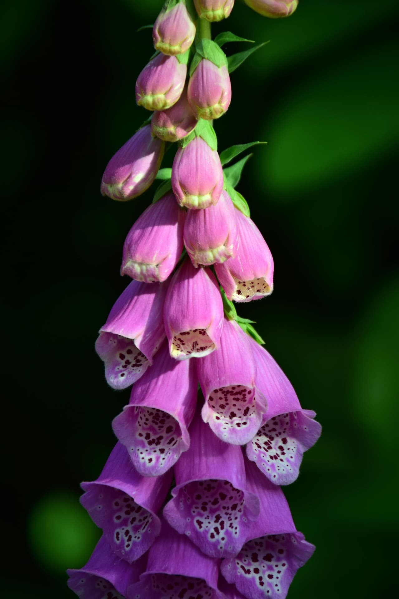 Digitalis