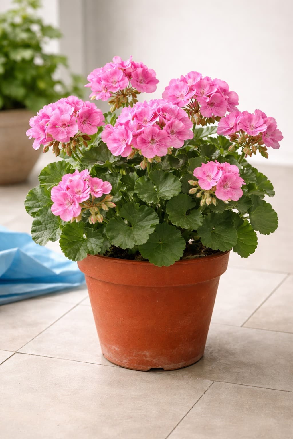 Geranium