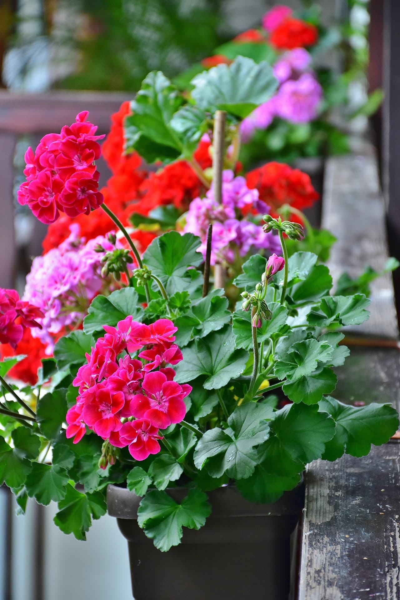 Geranium (Pelargonium)