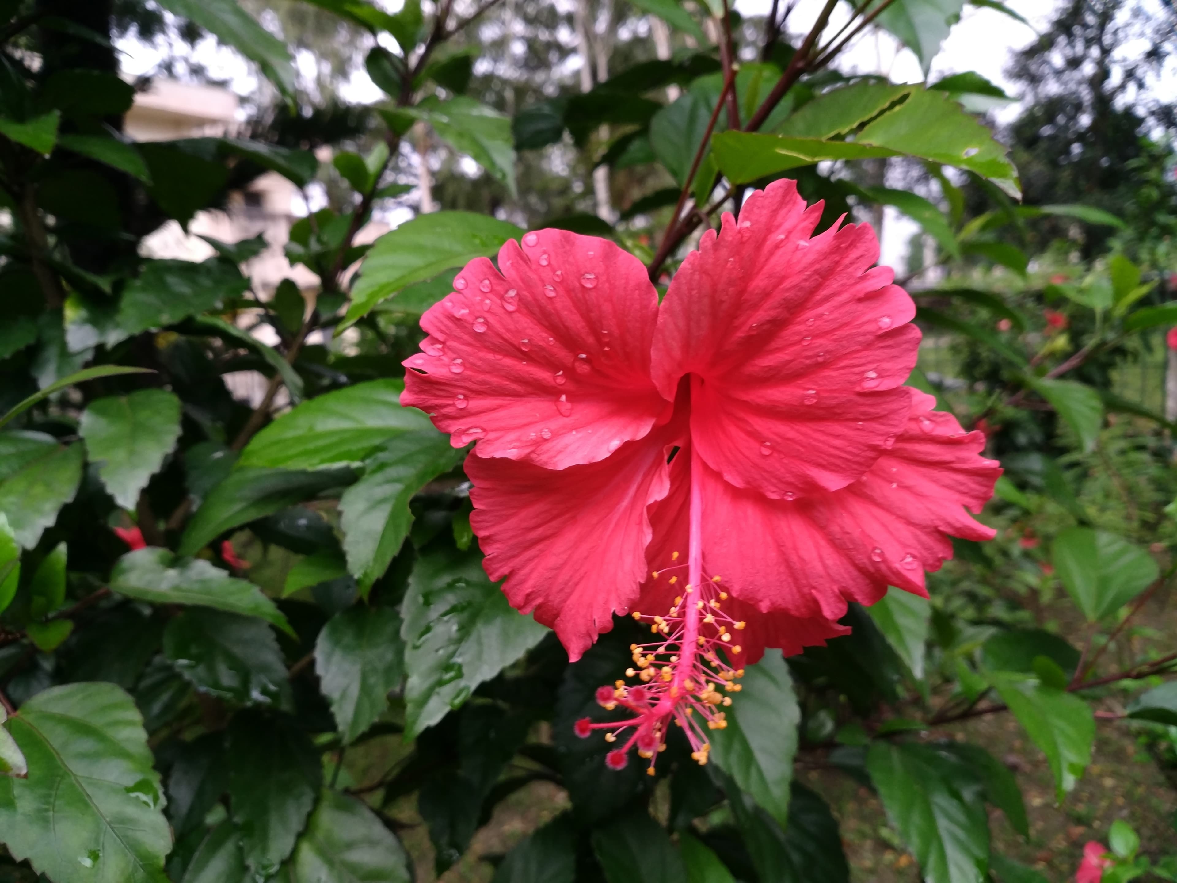 Hibiscus