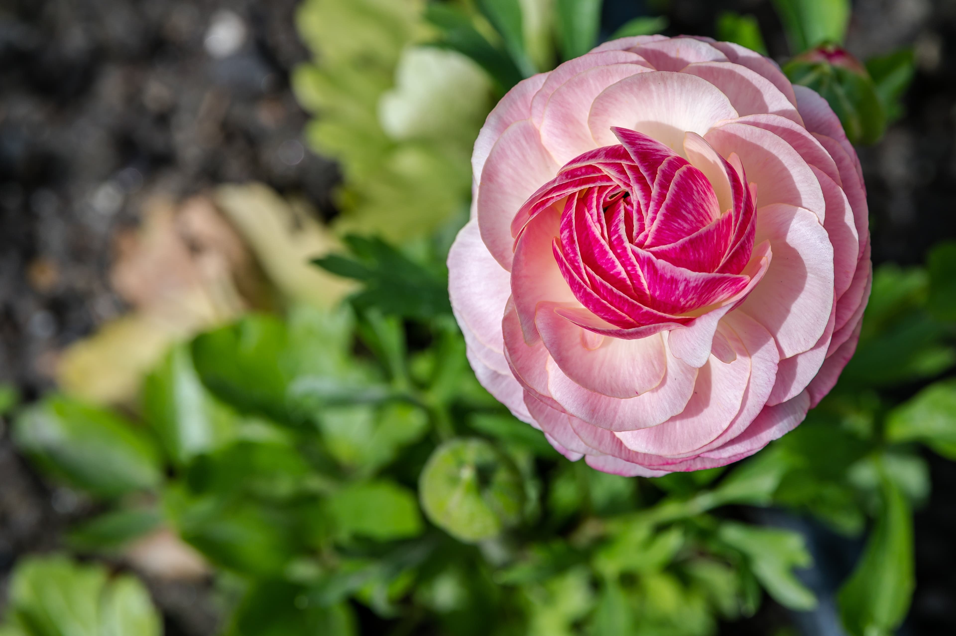 Ranunculus