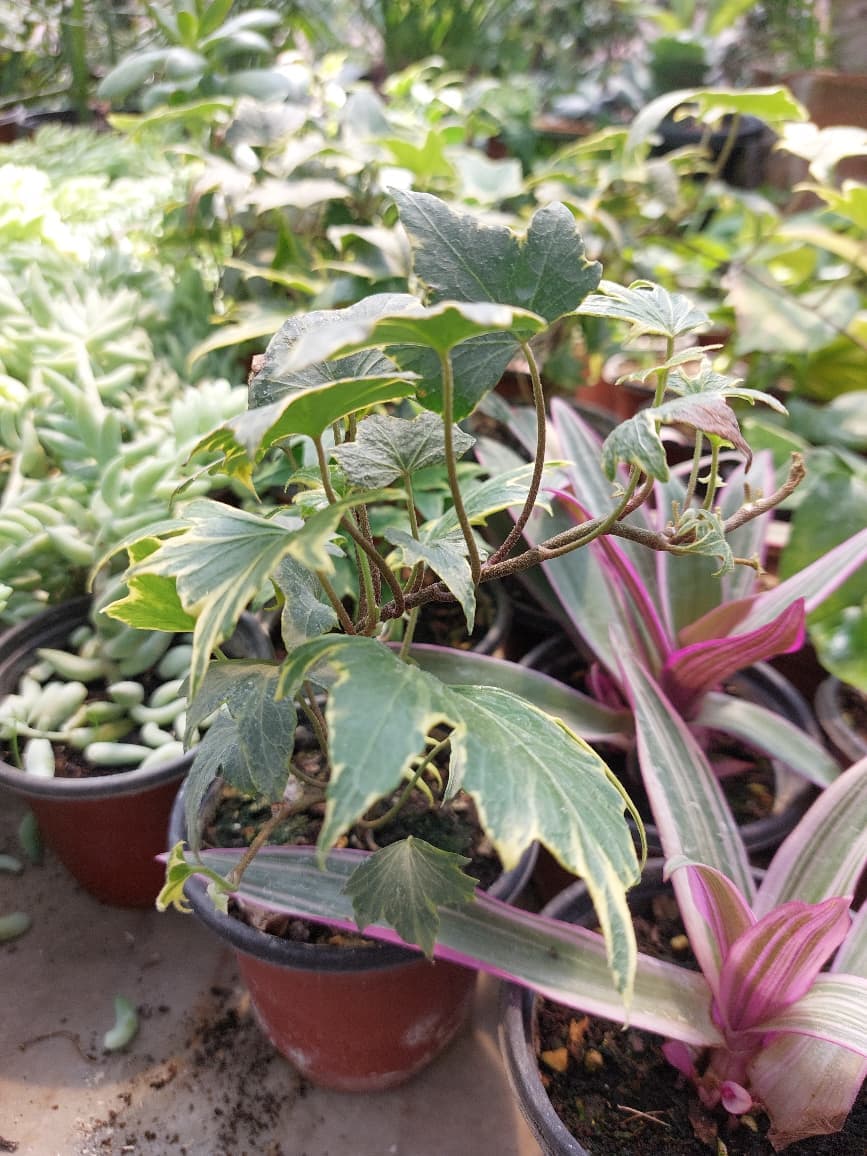 variegated English Ivy 