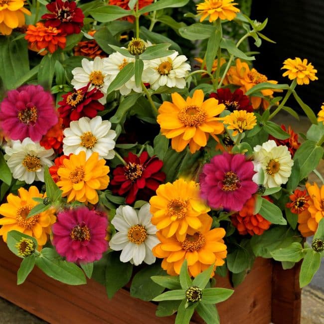 Zinnia (Profussion Mix)
