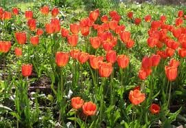 Tulip 