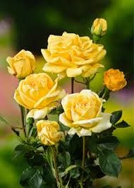 Princesses Rose