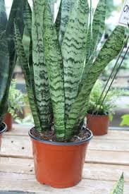 Snake Plant