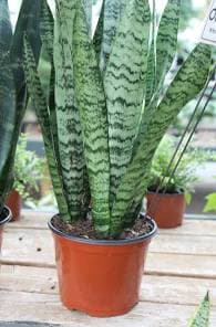 Snake Plant