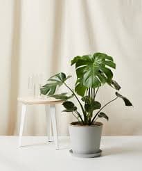 Monstera