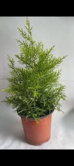 Dhupi