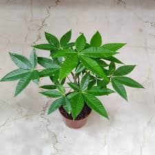 Money Tree