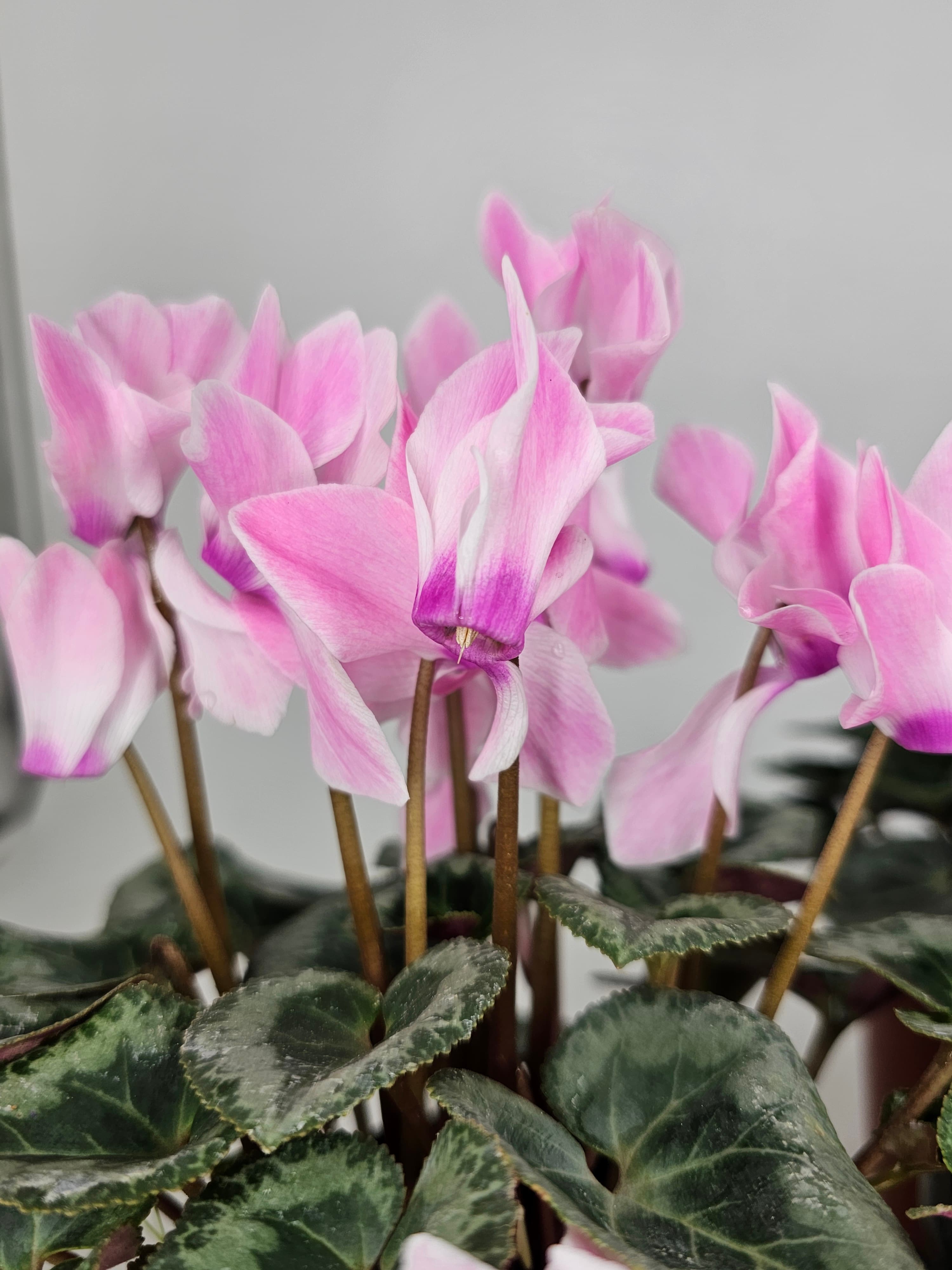 Cyclamen