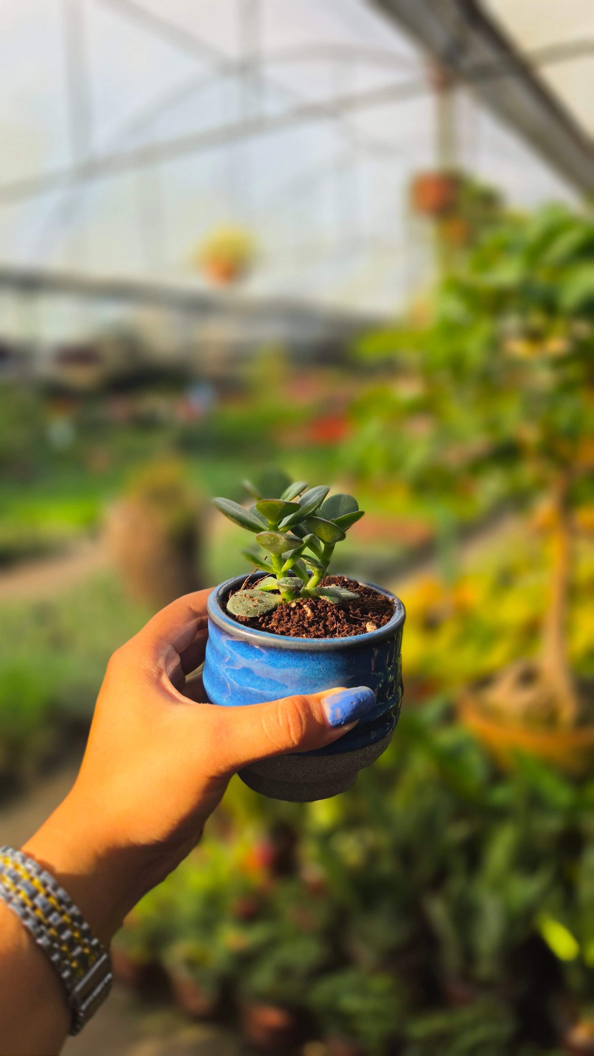 Handcrafted Succulent Arrangement in Ceramic Pot