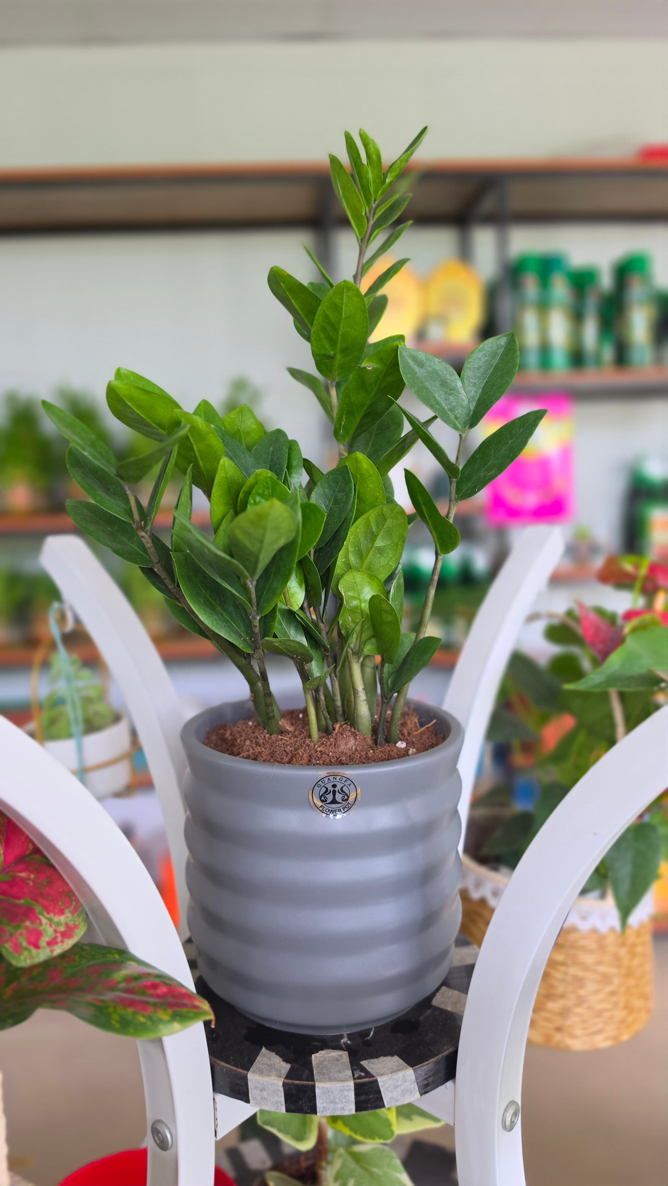 Green ZZ Plant (Zamioculcas Zamiifolia) – Perfect for Home & Office Decor