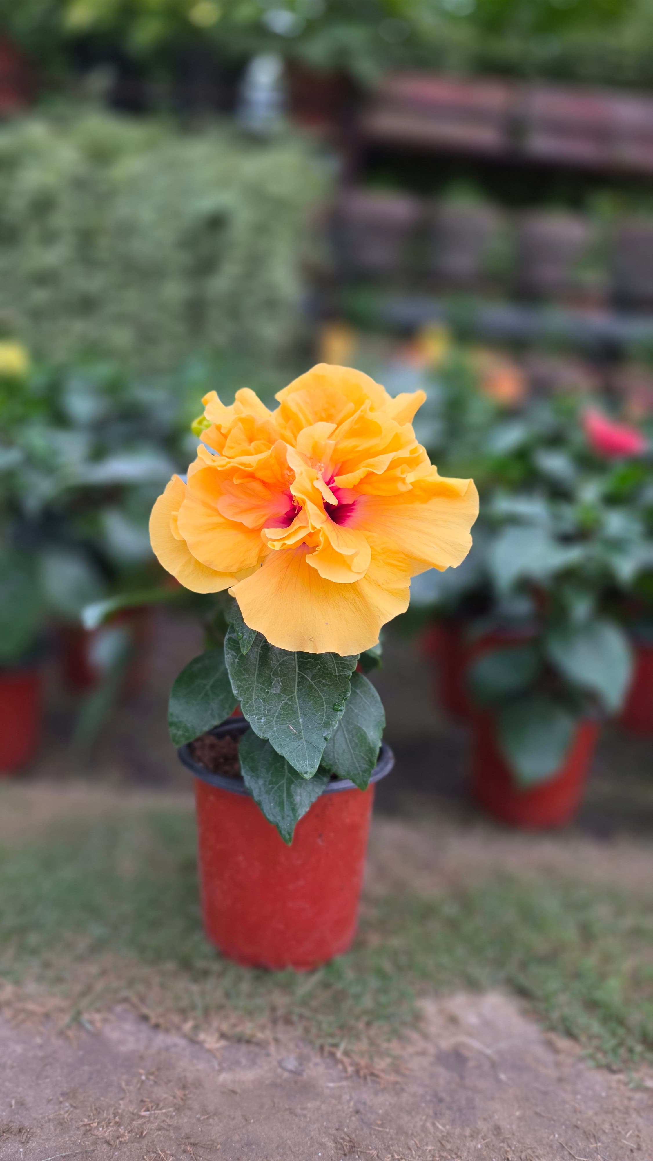 Hibiscus