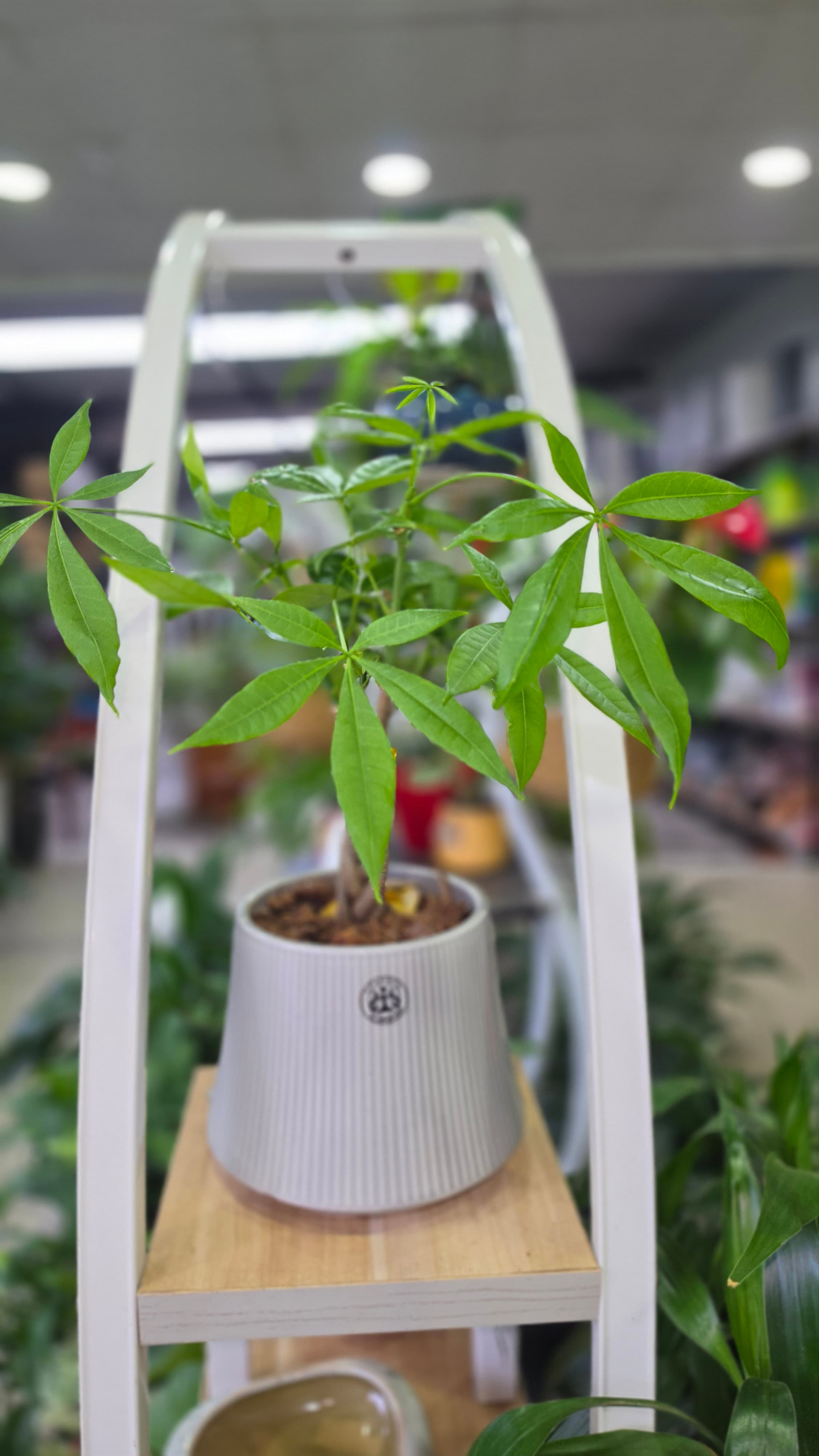 Money Tree (Pachira Aquatica) – Braided Stem in Ceramic Pot