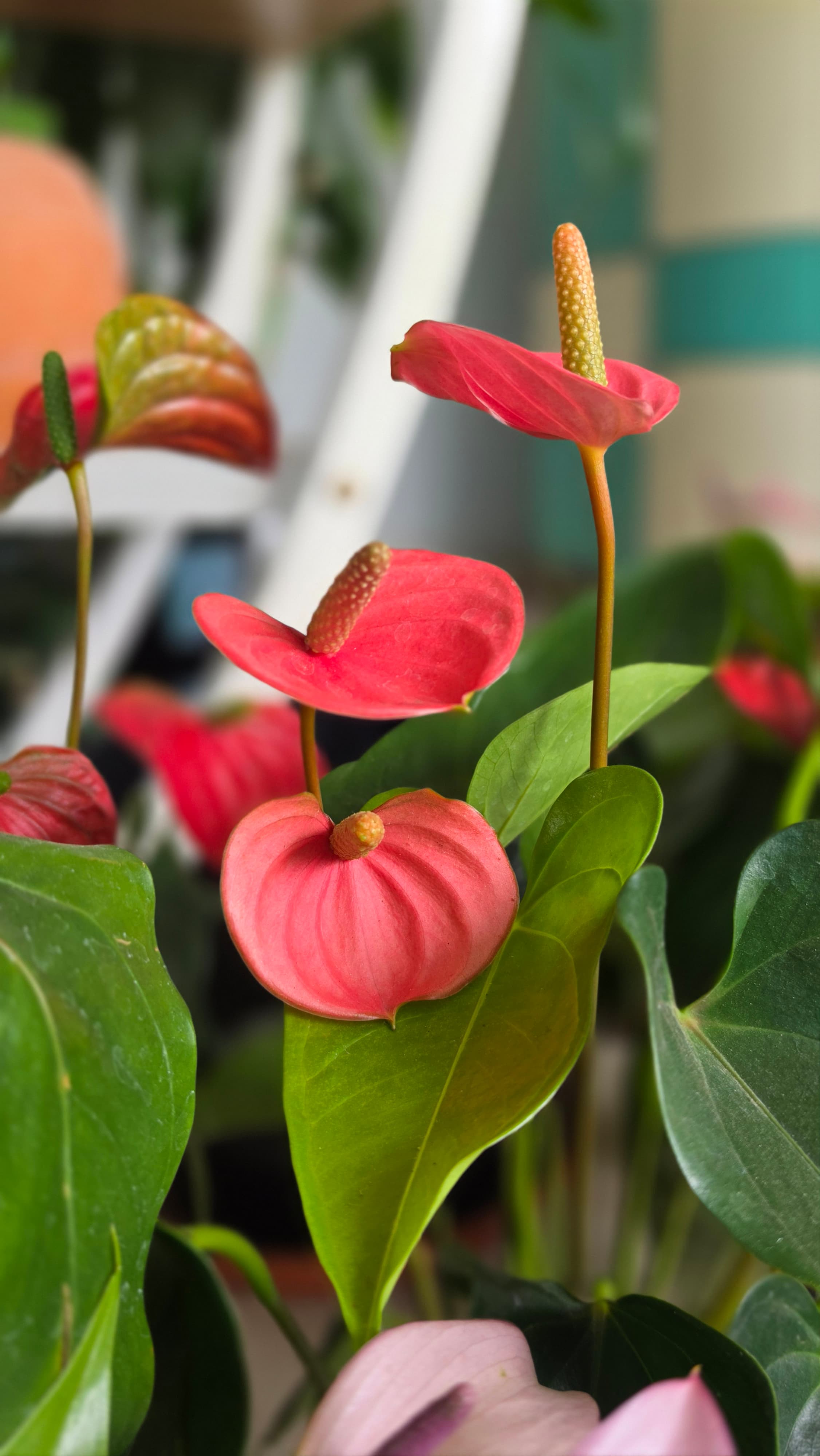 Anthurium Andraeanum | Perfect for Home | Office | GIfts