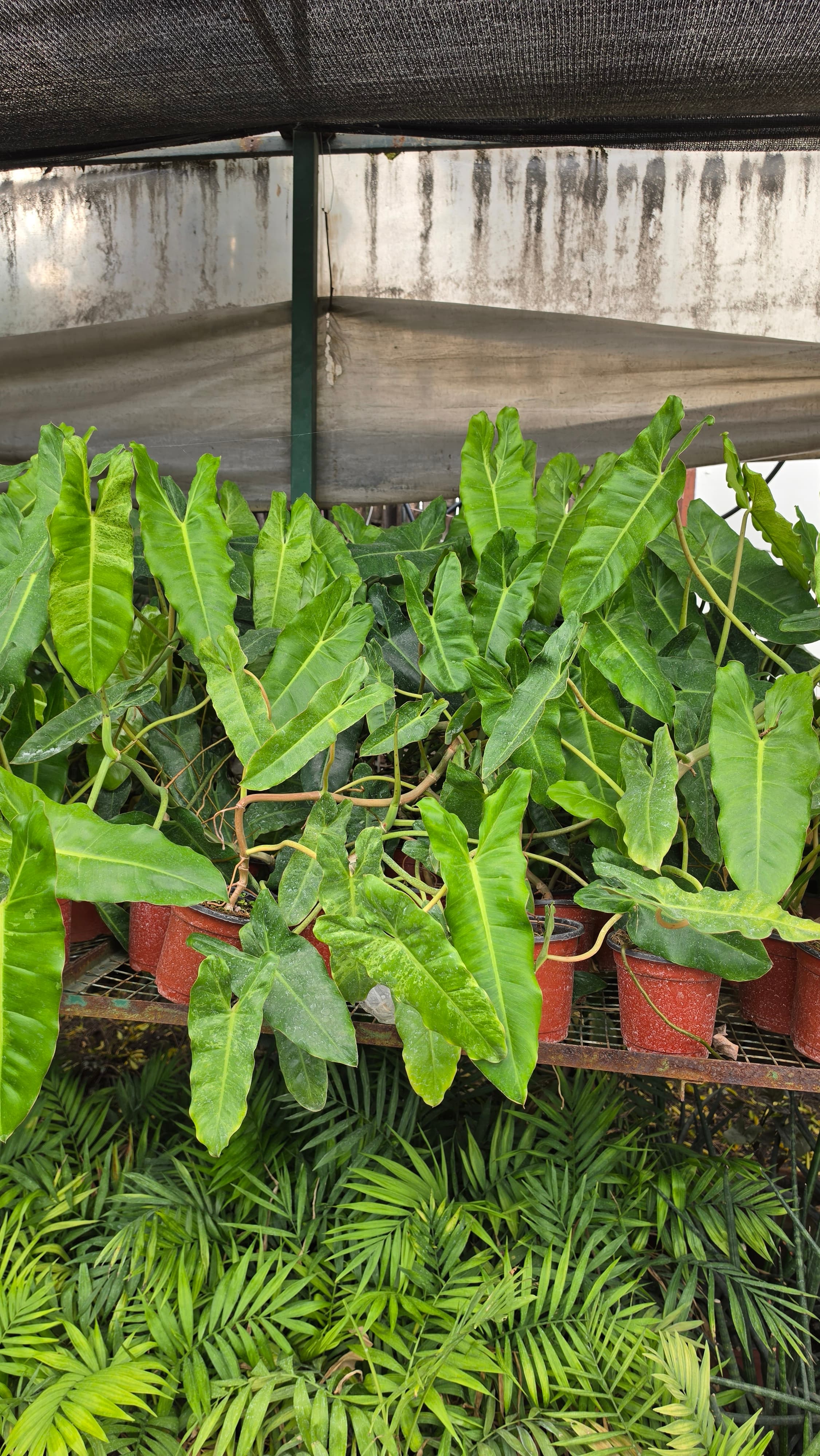 Philodendron Paraiso Verde - Rare Indoor Plant