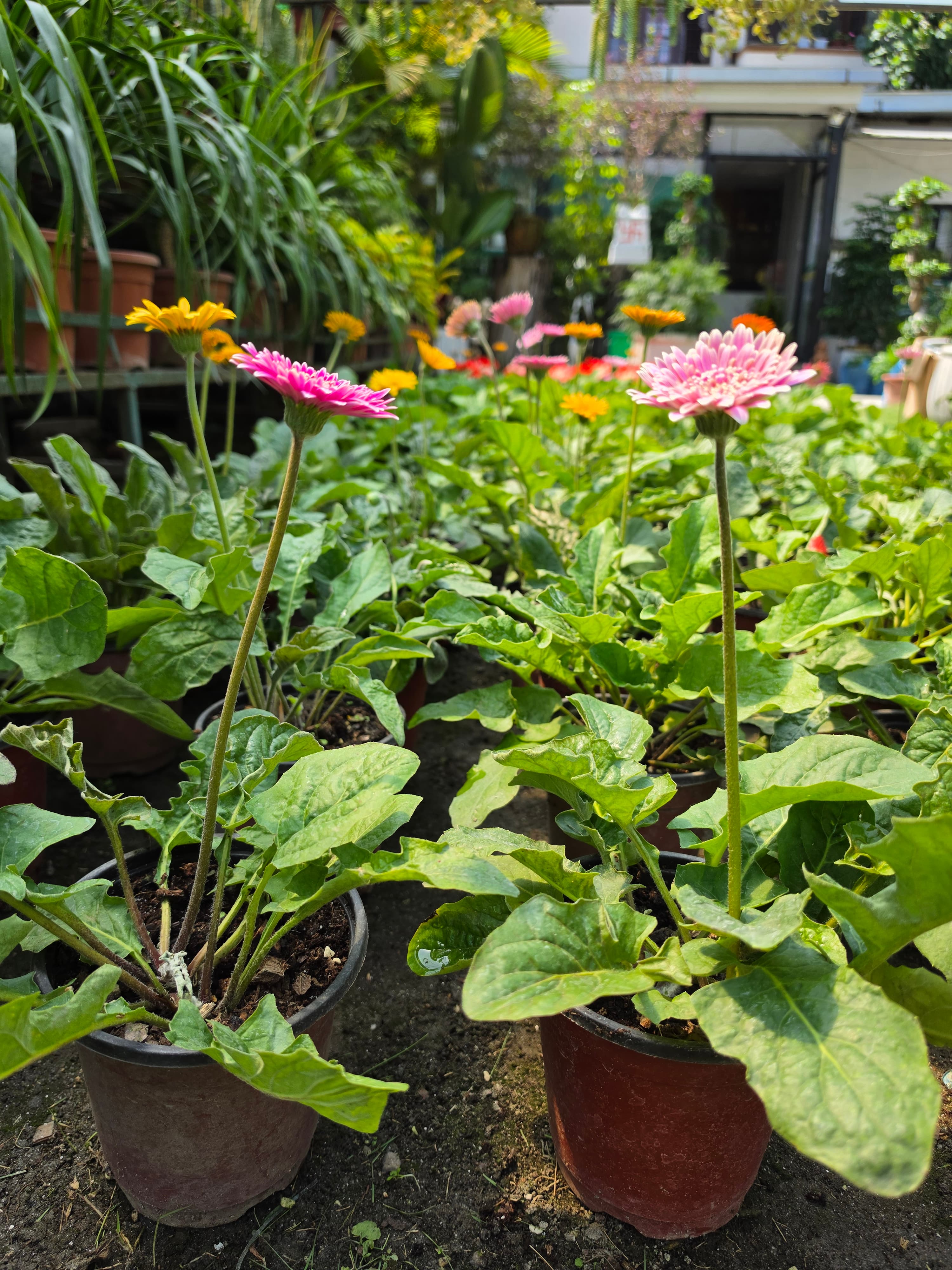 Gerbera