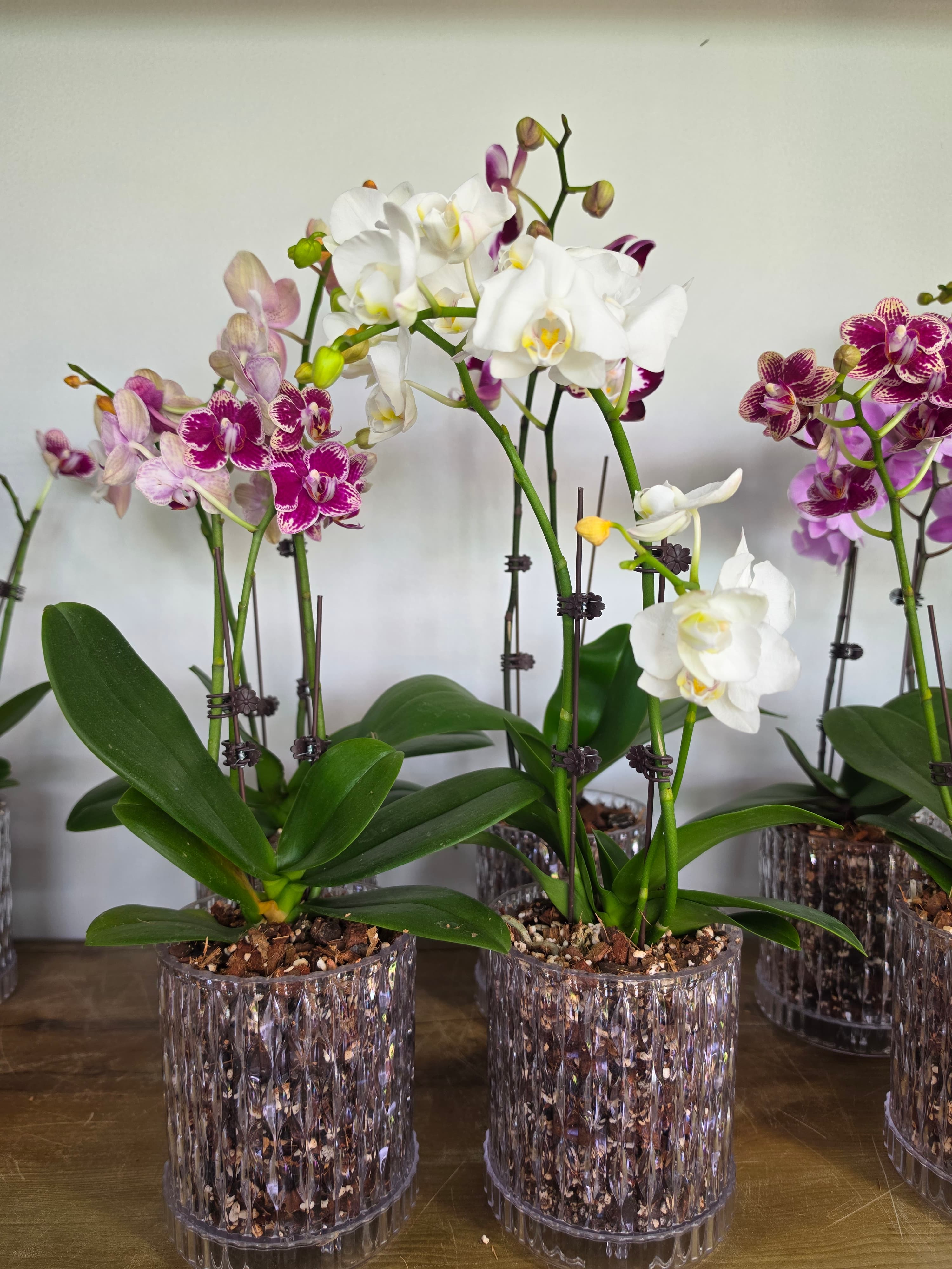 Orchid