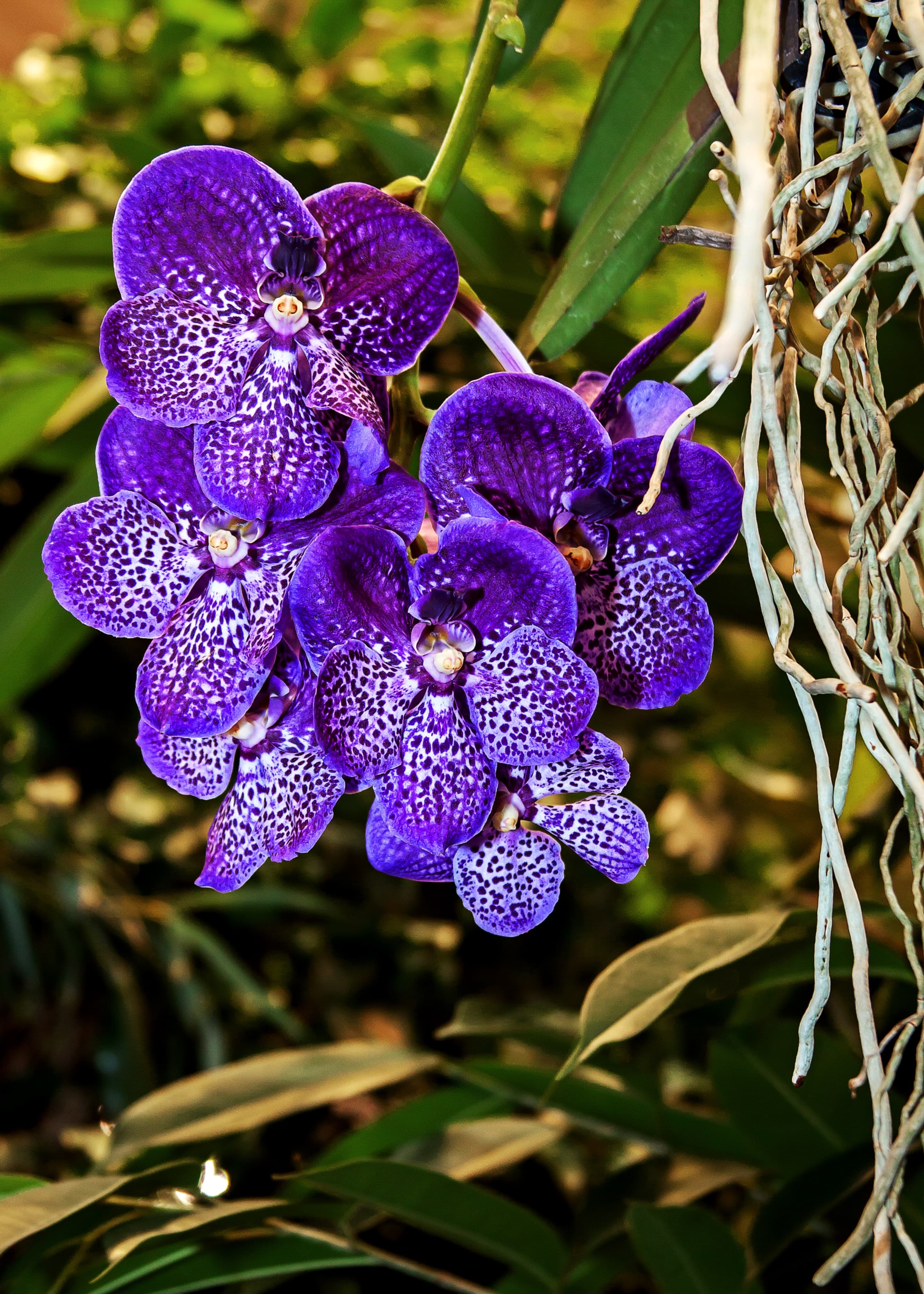 Vanda Orchid