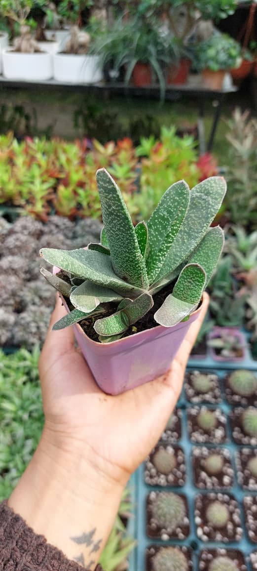 Gasteria hybrid