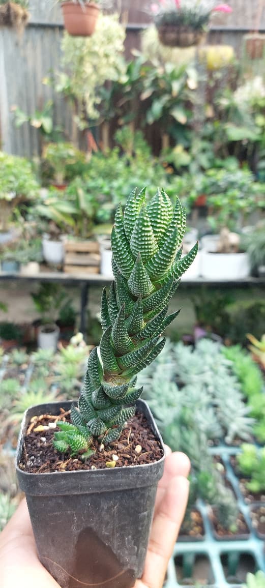 Haworthiopsis Reinwardtii