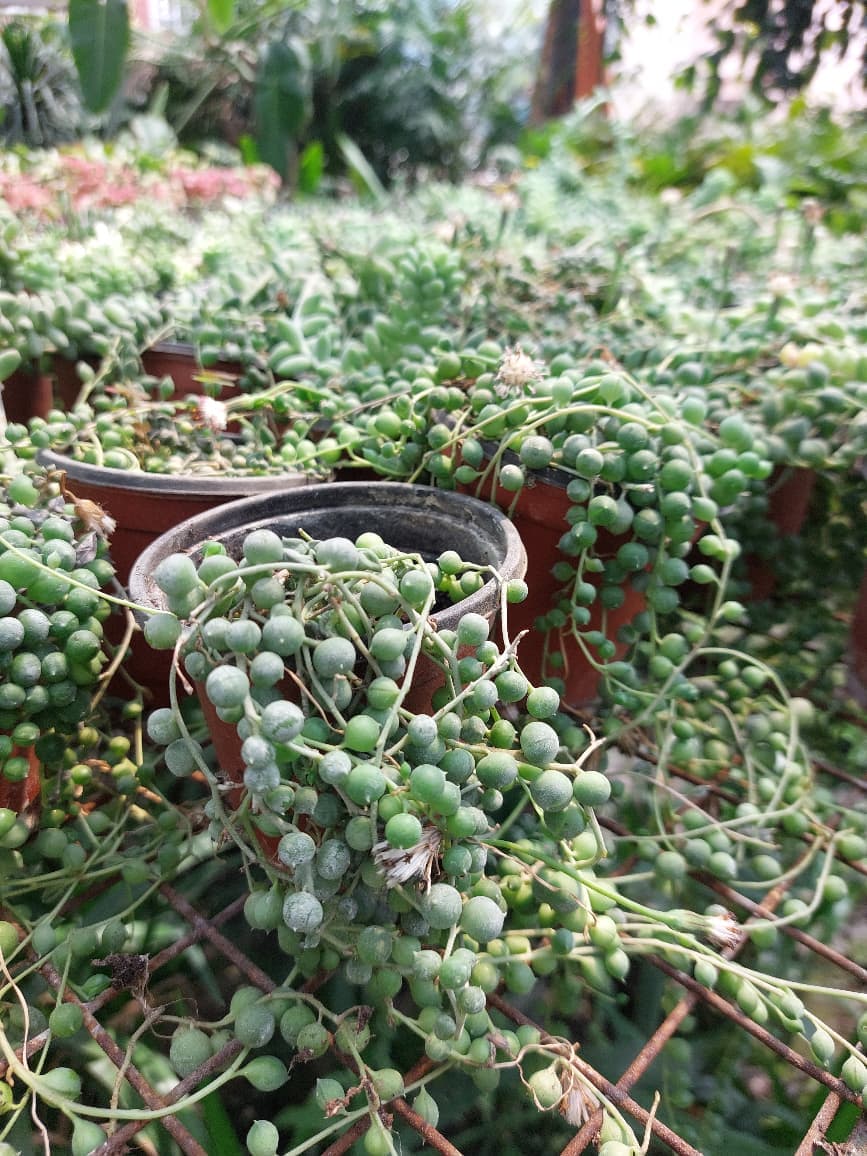 String of Pearls