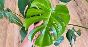 Leaf Shine